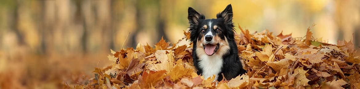 ein Hund im herbstlichen Laubhaufen
