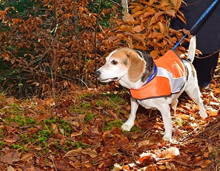Hund mit einer Sicherheitsweste