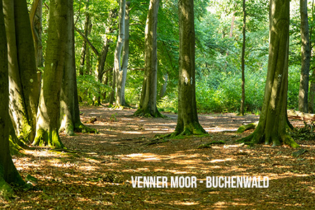 Venner Moor - Buchenwald Venner Moor Wald