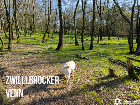 Hund im Zwillbrocker Venn Zwillbrocker Venn Hund