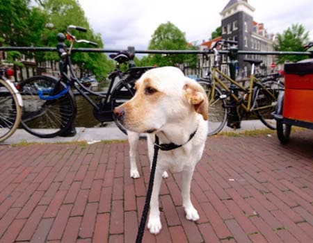 Boost Hviske Viva ▷Freizeittipps für den Urlaub mit Hund in Nord-Holland