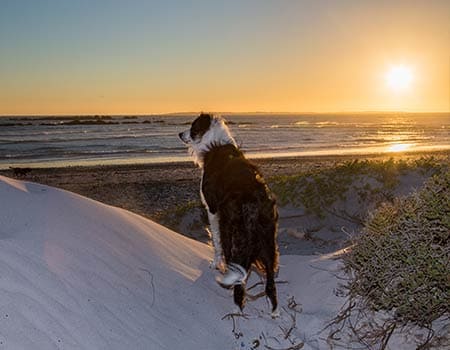 Nationalpark Zuid-Kennemerland