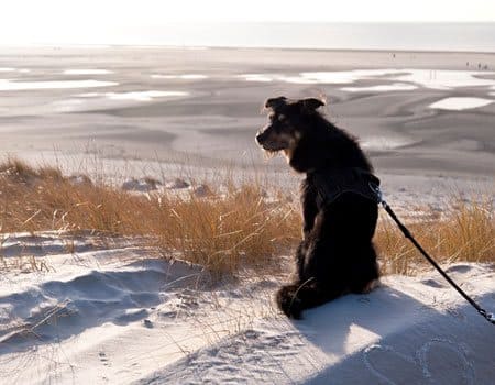 Hund am Strand