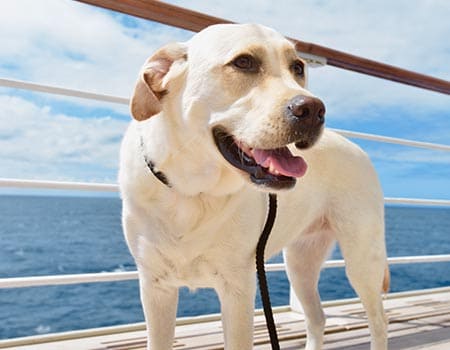 Hund auf einem Schiff