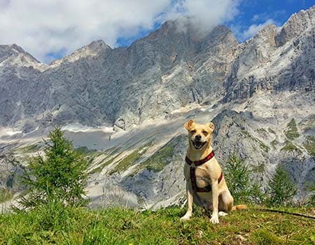 Urlaub mit Hund in Österreich