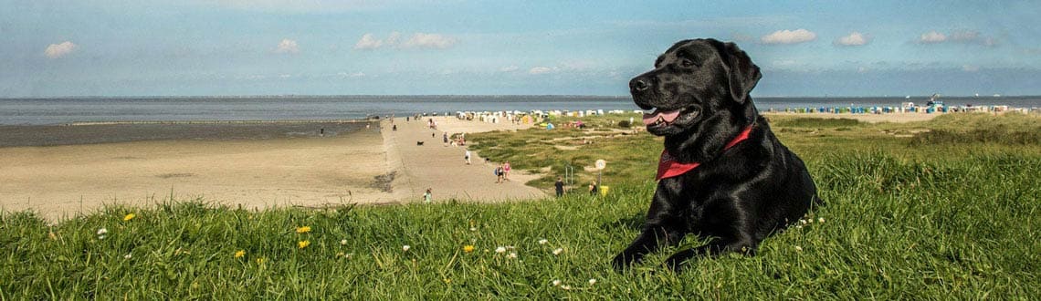 Hund am Hundestrand in Ostfriesland