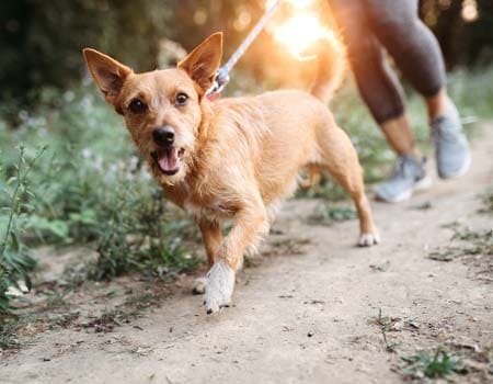 Wandern mit dem Hund