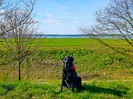 POEL HUND