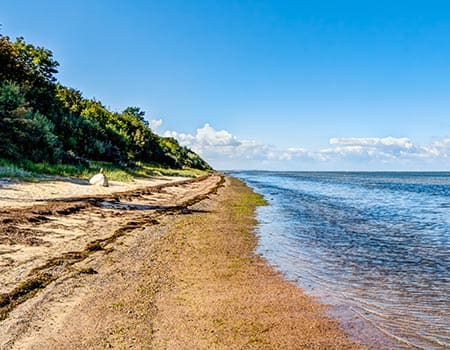 Insel Poel mit Hund