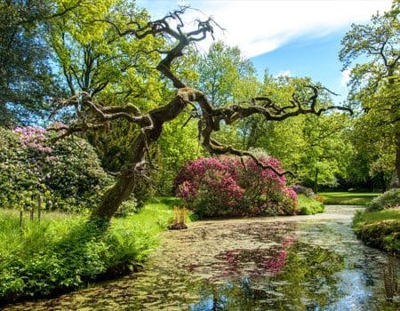 der Rhododendronpark von Lütetsburg
