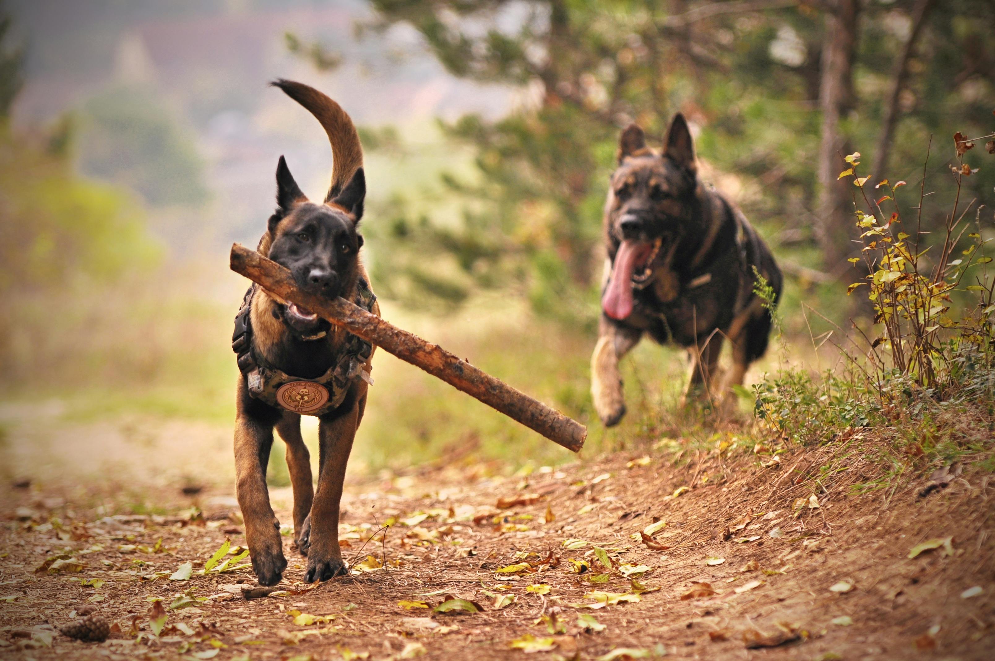 reiseapotheke hund 1