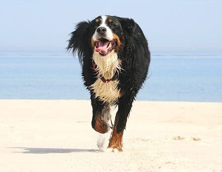 Hundestrand Ording (FKK)