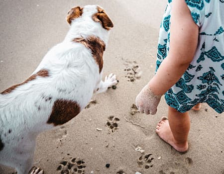 Wattwanderung mit Hund