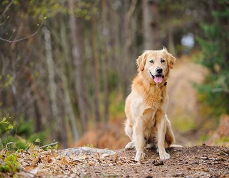 Hund im Sauerländer Wald