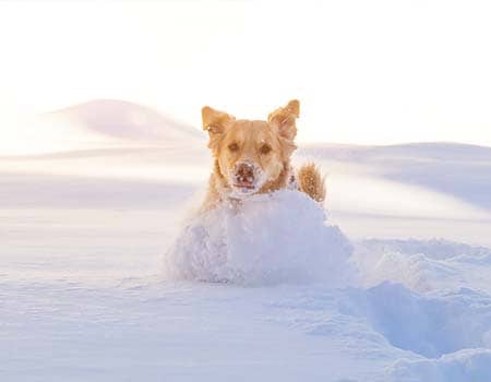 ein Hund tobt im Schnee