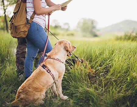 Wanderer mit Hund