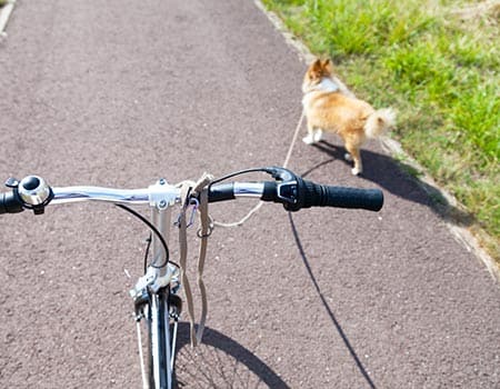 Radfahren mit Hund