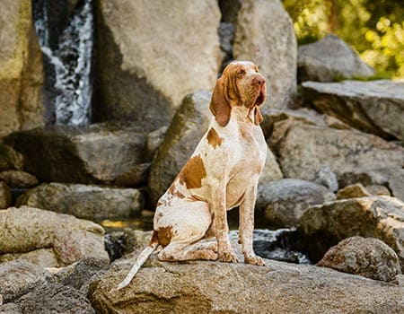 Hund vor einem kleinen Wasserfall