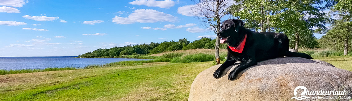 ▷ Reiseführer mit Hund