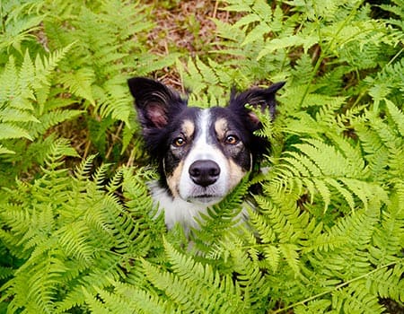 Hund sitzt zwischen Farnen im Wald, man siehr nur den Kopf