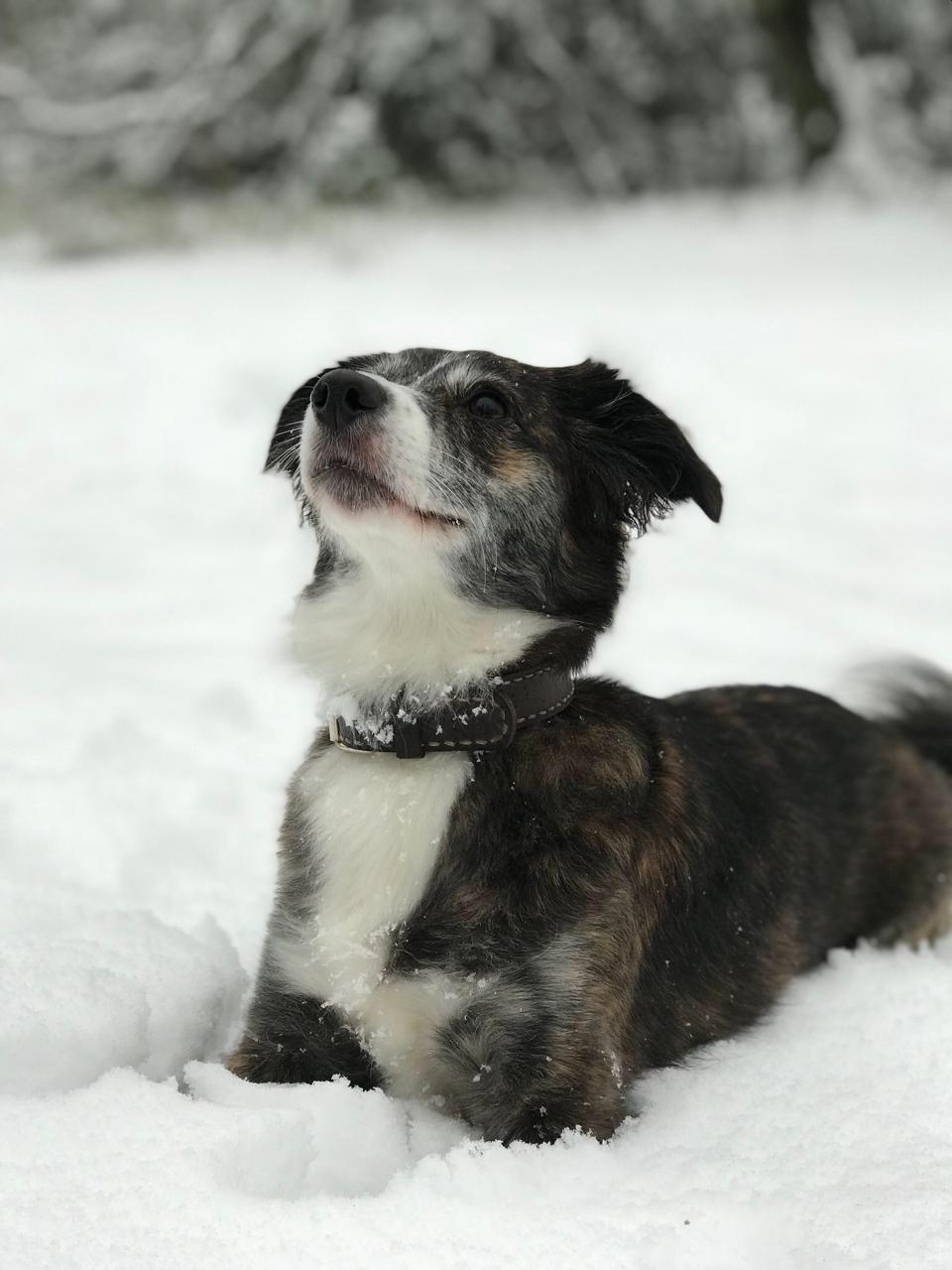 skiurlaub hund 2