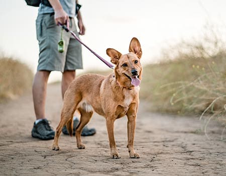 Hund geht mit seinem Herrchen Richtung Meer