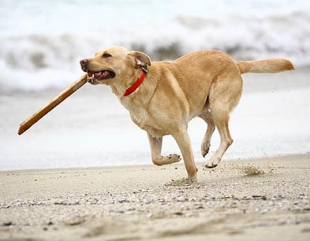 Labrador rennt mit einem Stock im Maul über den Strand