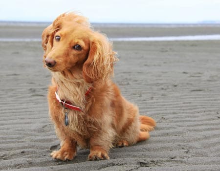 Langhaardackel am Strand