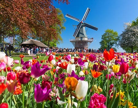 blühendes Tulpenfeld im Keukenhof