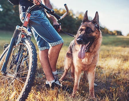 Schäferhund und Herrchen am Fahrrad