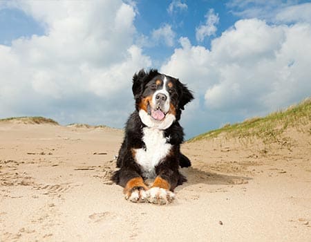 Berner Sennenhund liegt in den Dünen