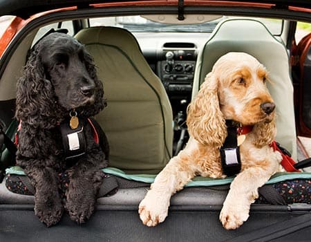 zwei Hunde sitzen im Auto
