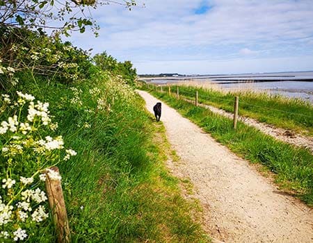 Hund auf Wattweg nach Munkmarsch