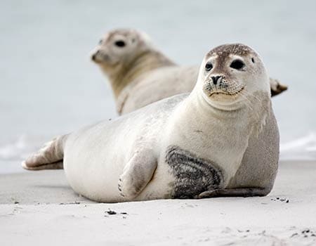 Seehunde auf Texel