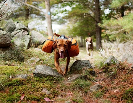 Hund mit Rucksack bei einer Waldwanderung
