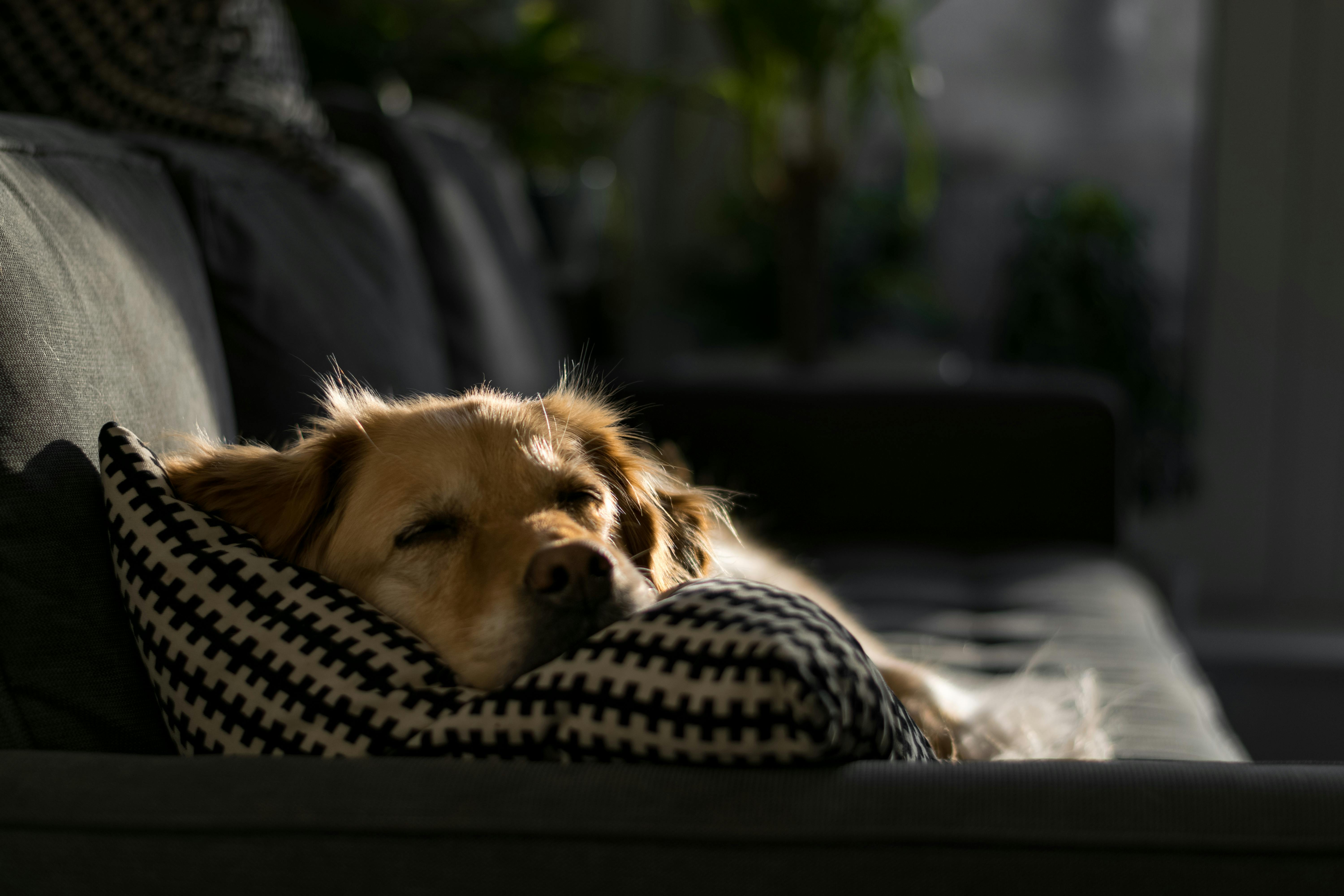 urlaub mit hund silvester 1
