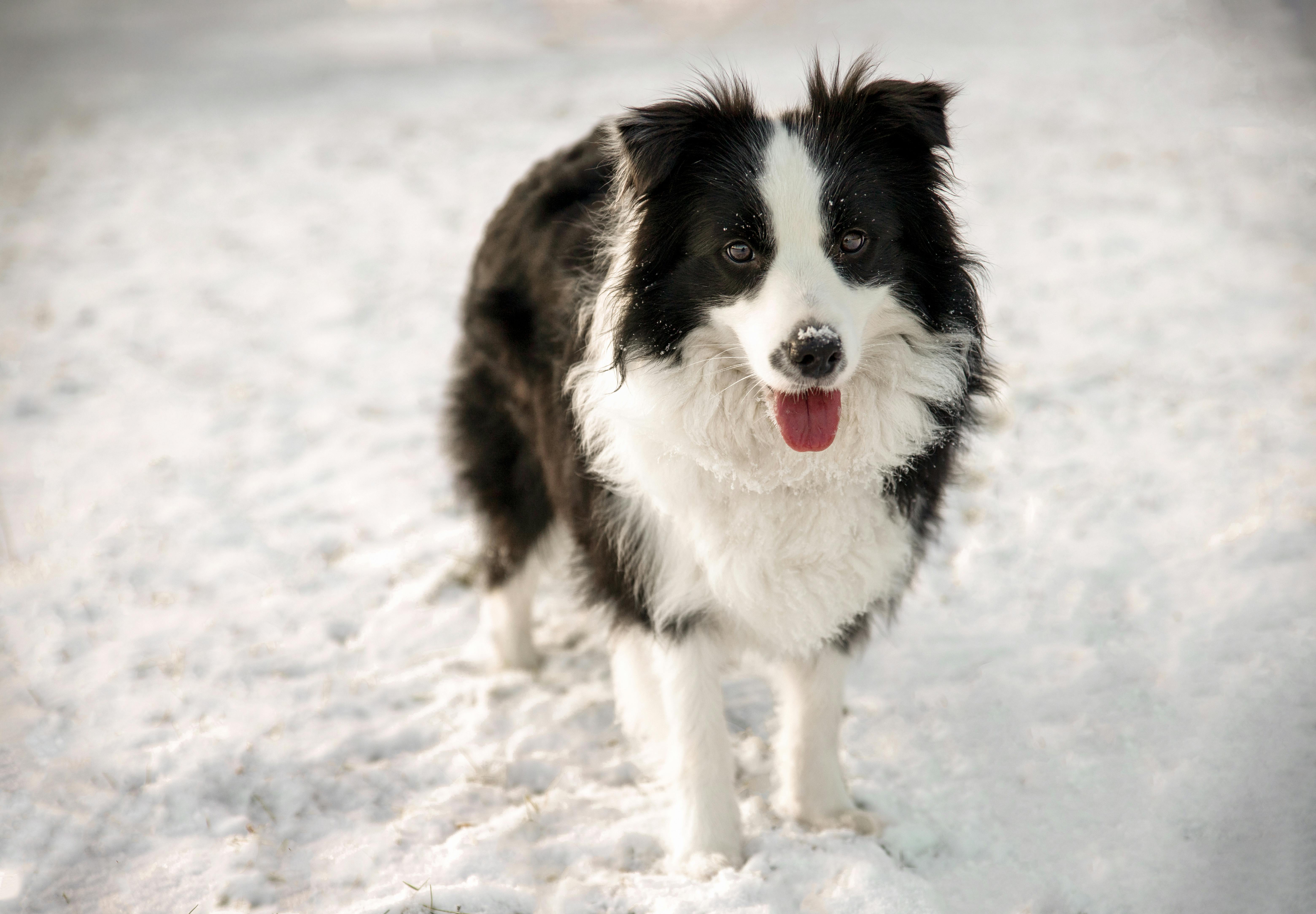 urlaub mit hund silvester 2