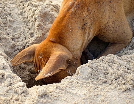 Hundestrand Ahlbeck Hundestrand Ahlbeck
