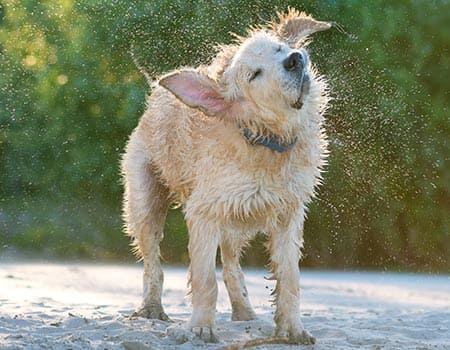 Hundestrand Heringsdorf Hundestrand Heringsdorf