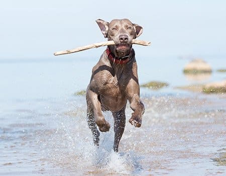 Hund spielt am Wasser