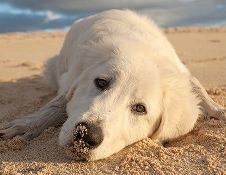 Hundestrand Karlshagen