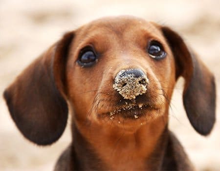 Hundestrand Ückeritz Hundestrand Ückeritz