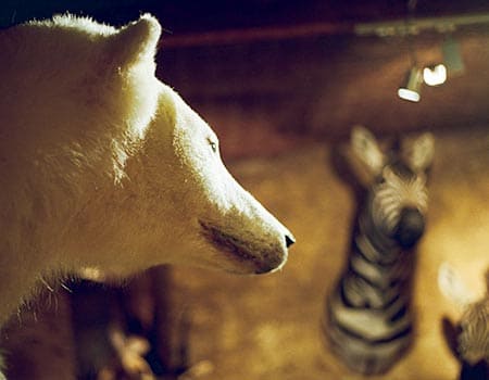 Wildlife auf Usedom