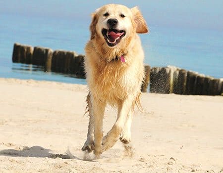 Hundestrand Zinnowitz Hundestrand Zinnowitz