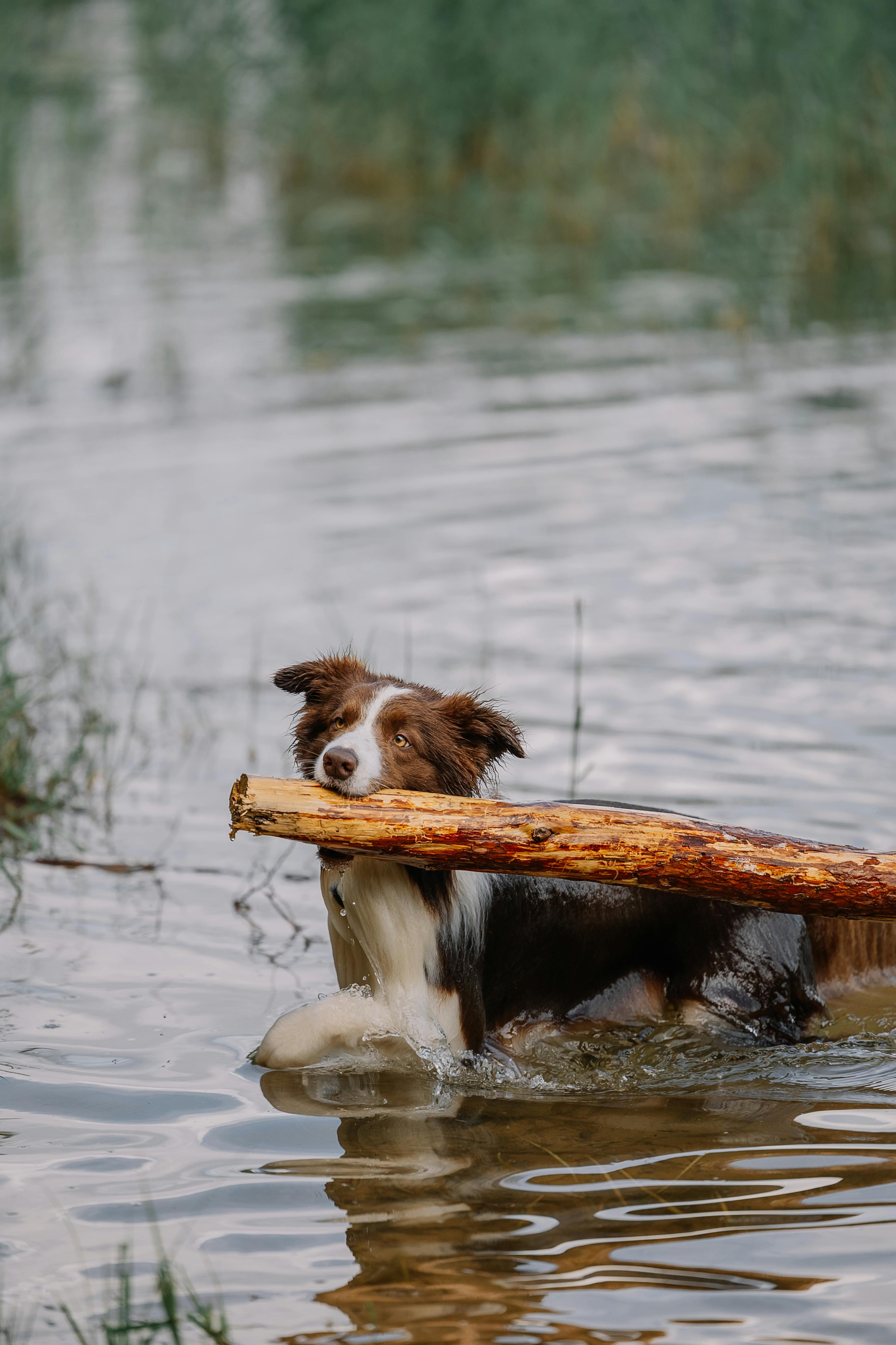 wellness hund 1