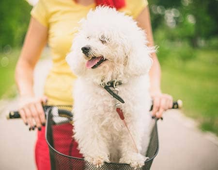 Hund im Fahrradkorb