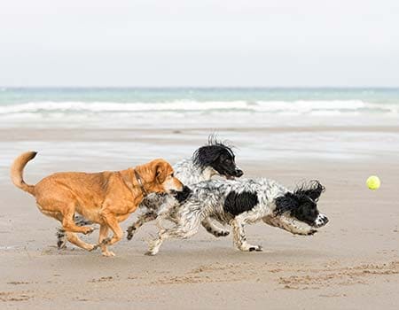 Hunde rennen am Strand