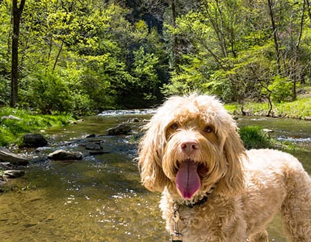 Wanderung mit Hund durch den Wald am Fluss entlang