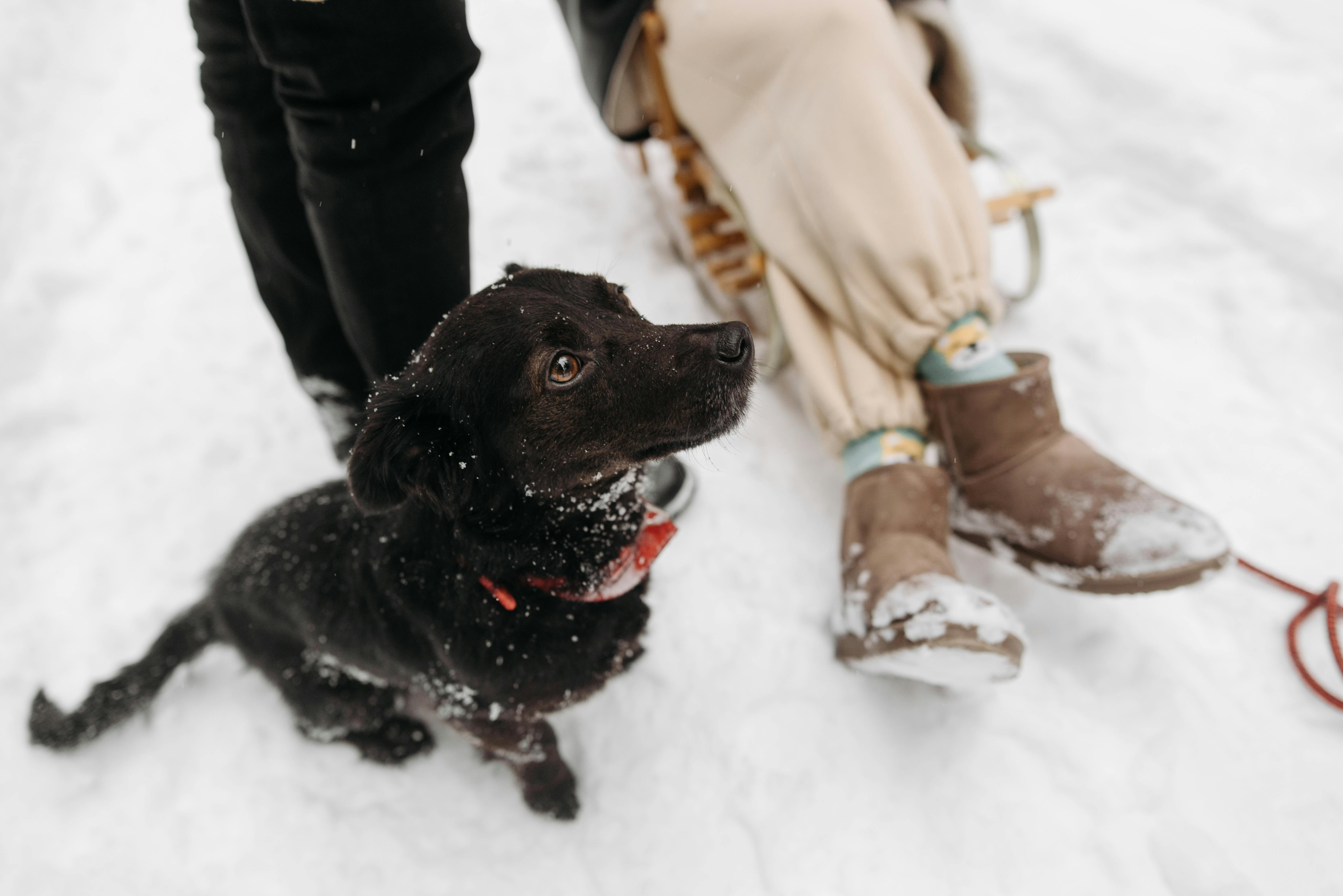 winterurlaub hund 2