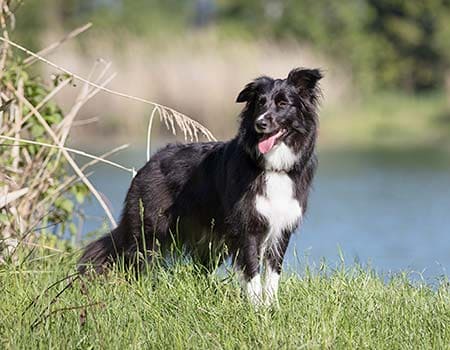 Mit dem Hund ins Dorumer Moor
